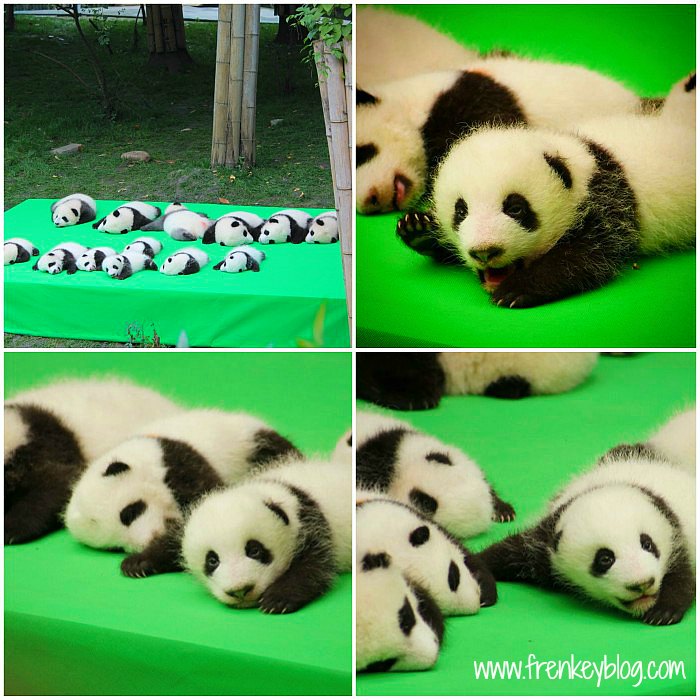 Hari 2 : Wisata Santai ke Rumah Panda di Chengdu